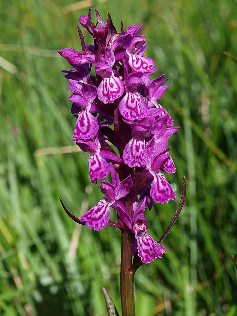 Dactylorhiza majalis dalla Valparola